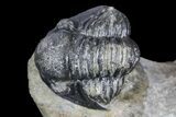 Detailed Gerastos Trilobite Fossil - Morocco #145763-2